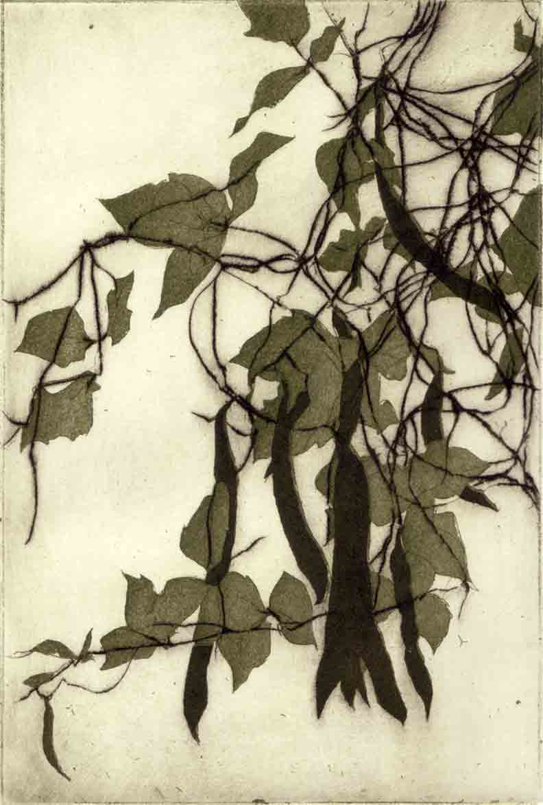 Bohnen
