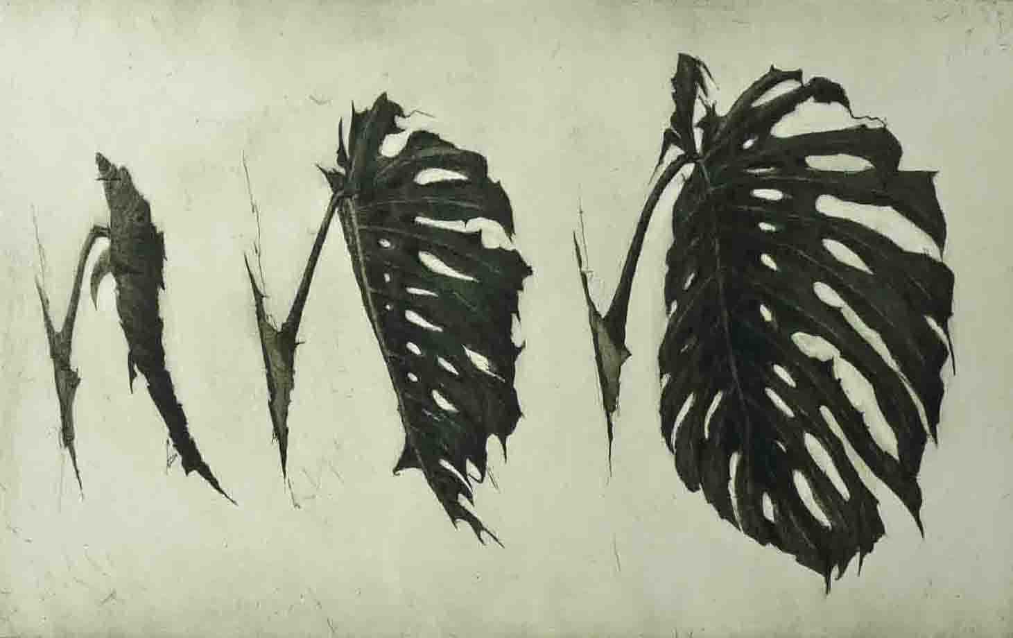 Monstera